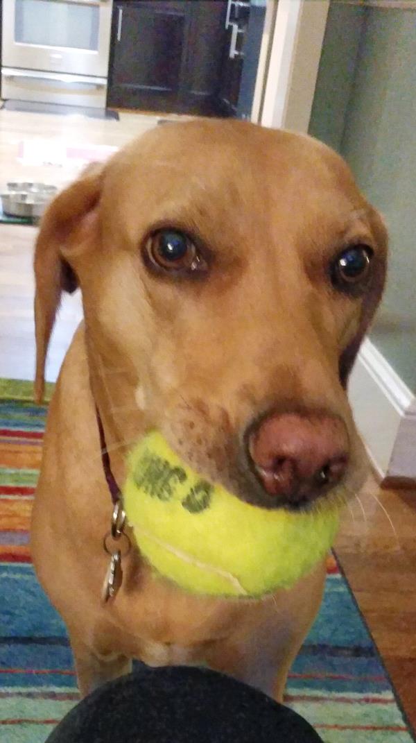 /Images/uploads/Humane Rescue Alliance/HRACalendarPhotoContest/entries/9198thumb.jpg